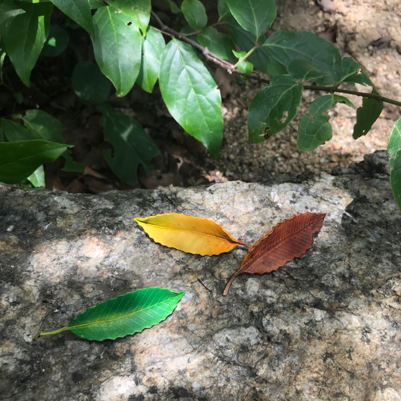 本革 葉っぱ クヌギ ブローチ ブローチ KUMAKOUBOU 通販 18042110