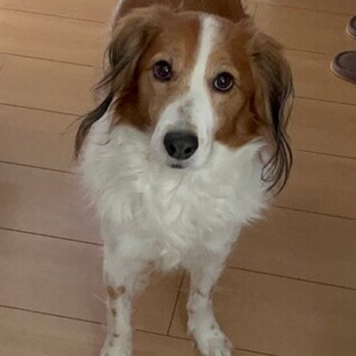 羊毛フェルト【オーダーメイド】うちの子オーダー✴︎犬✴︎愛犬