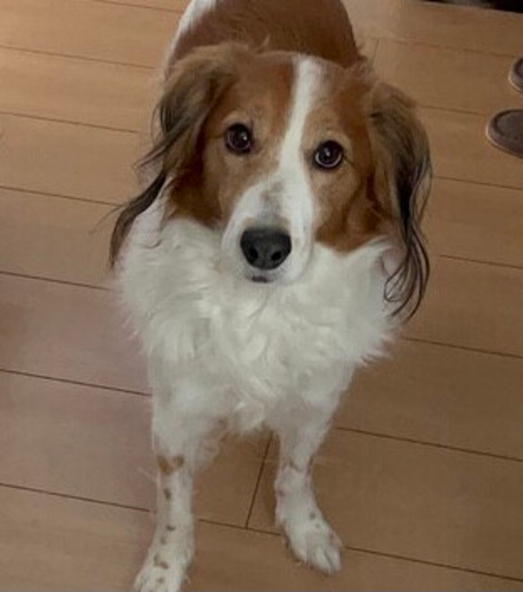 羊毛フェルト【オーダーメイド】うちの子オーダー✴︎犬✴︎愛犬✴︎ペット✴︎ハンドメイド✴︎ペットロスペットロス 25センチ　