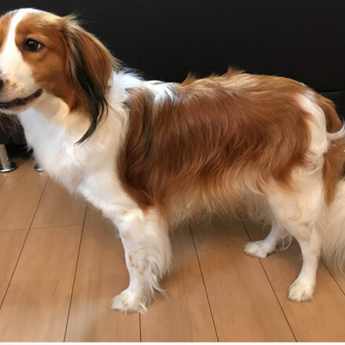 羊毛フェルト【オーダーメイド】うちの子オーダー✴︎犬✴︎愛犬