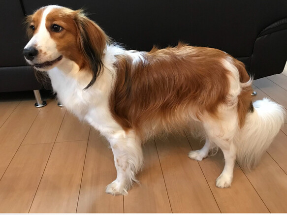 羊毛フェルト【オーダーメイド】うちの子オーダー✴︎犬✴︎愛犬✴︎ペット✴︎ハンドメイド✴︎ペットロスペットロス 25センチ　