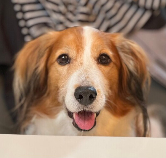 羊毛フェルト【オーダーメイド】うちの子オーダー✴︎犬✴︎愛犬✴︎ペット✴︎ハンドメイド✴︎ペットロスペットロス 25センチ　