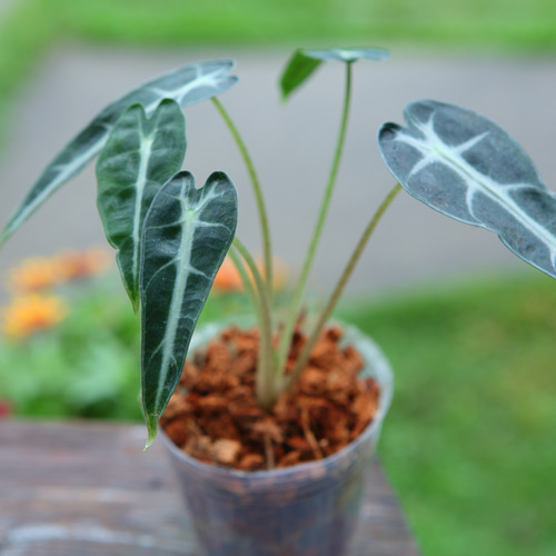 Alocasia 