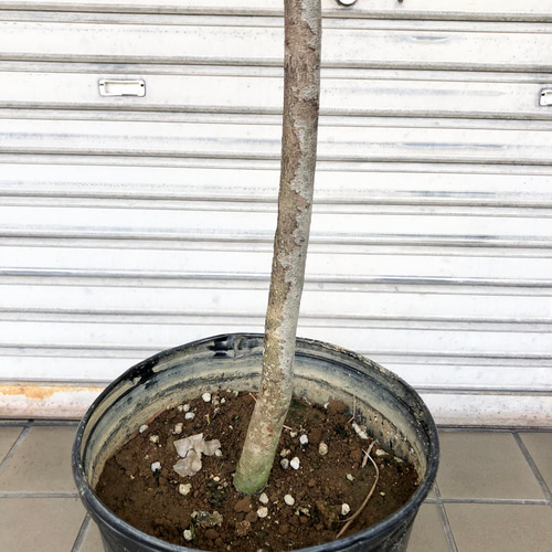 背高い トピアリー仕立て 月桂樹 ローリエ 10号 その他インテリア雑貨 