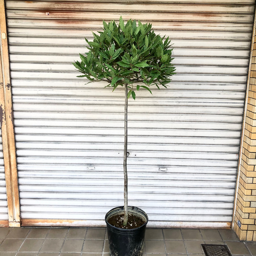 背高い トピアリー仕立て 月桂樹 ローリエ 10号 その他