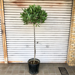 月桂樹 ローリエ 10号 スパイラル仕立て 常緑樹 中型 グリーン鉢