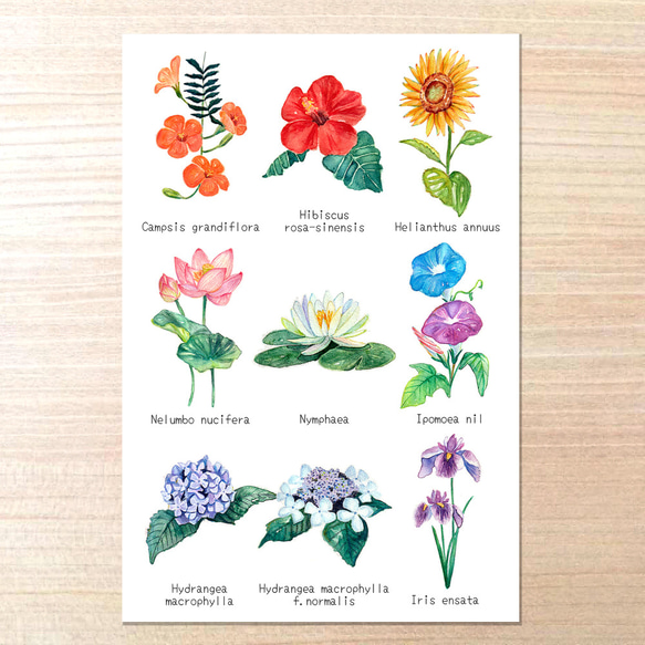 選べるポストカードセット（59.夏の花図鑑） ポストカード オトン 通販