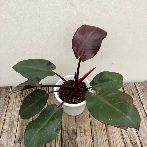 ブラックカージナル＊フィロデンドロン＊希少種＊観葉植物＊ アート