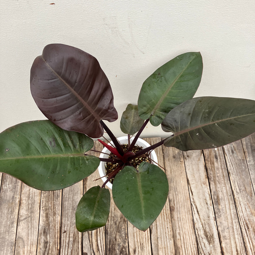 ブラックカージナル＊フィロデンドロン＊希少種＊観葉植物＊ アート