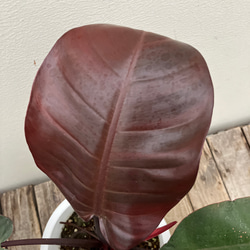 希少種ホヤ パキクラダ アルボ＊斑入り＊観葉植物＊レア品種＊ アート