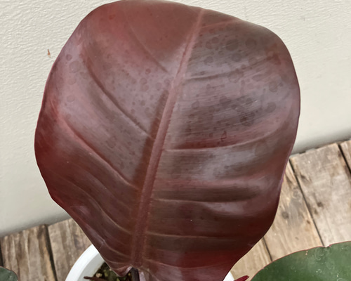 ブラックカージナル＊フィロデンドロン＊希少種＊観葉植物＊ アート