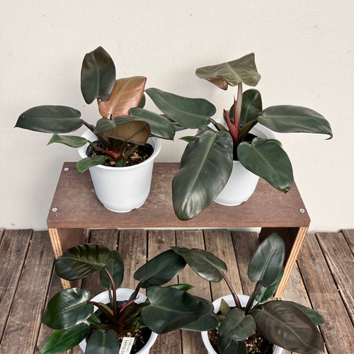 ブラックカージナル＊フィロデンドロン＊希少種＊観葉植物＊ アート