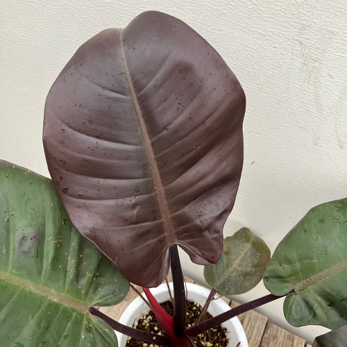 ブラックカージナル＊フィロデンドロン＊希少種＊観葉植物＊ アート