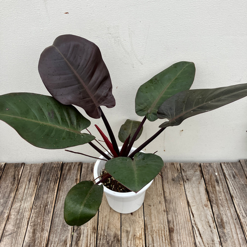 ブラックカージナル＊フィロデンドロン＊希少種＊観葉植物＊ アート