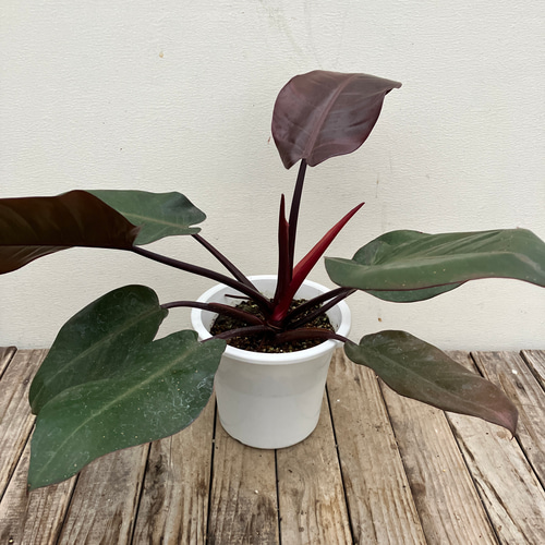 ブラックカージナル＊フィロデンドロン＊希少種＊観葉植物＊ アート