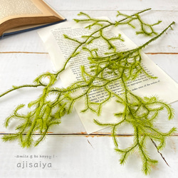 ヒカゲノカズラ　　フラワー様 SALE‼】タチカズラ 約10本 ドライフラワー ヒカゲノカズラ 万年杉