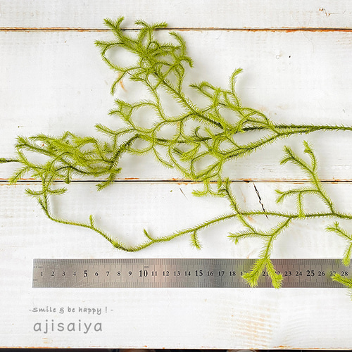 ヒカゲノカズラ グリーン 【 プリザーブドフラワー 】 その他素材