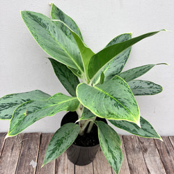 ホワイトステム＊アグラオネマ＊オシャレな観葉植物＊ アート