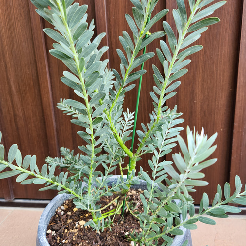 アカシア ブルーブッシュ 鉢植え24 ミモザ オージープランツ 再販