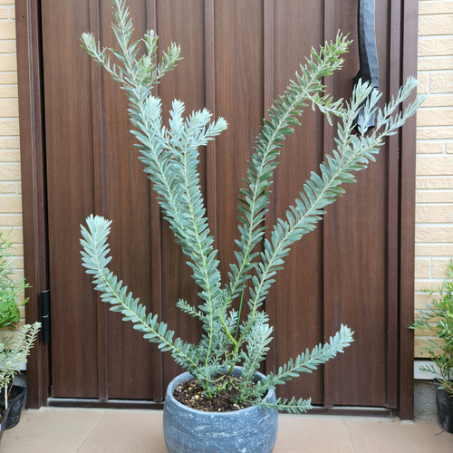 【現品】アカシア・ブルーブッシュ　8号　２X番 アカシア・ブルーブッシュ 8号 - 植物と暮らす m-plant