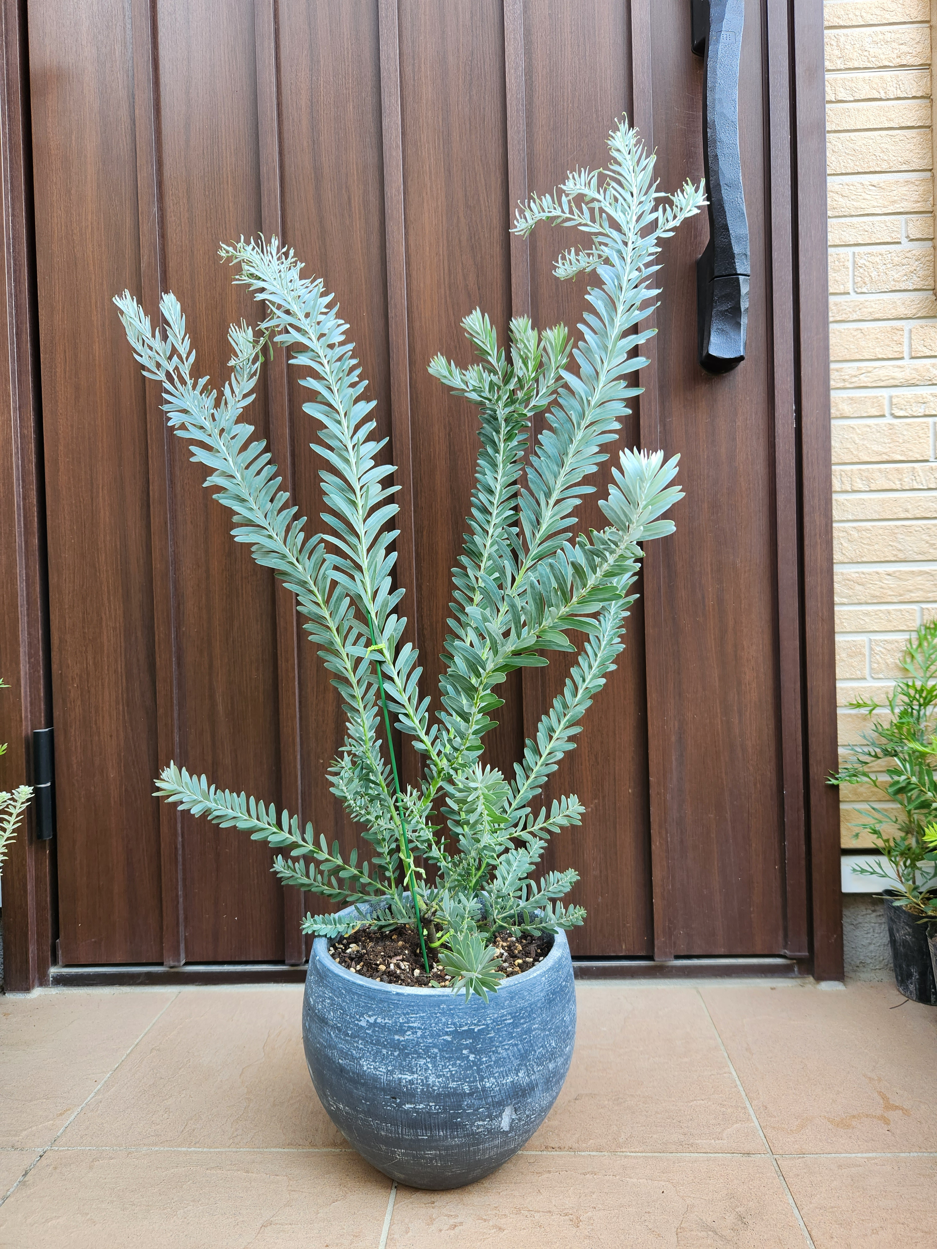 ブルーブッシュ。 フラワー・ガーデニング ④ 綺麗な樹形のブルー