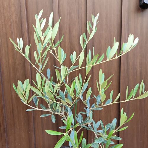 オリーブの木 ネバディロブランコ モダン陶器鉢植え 苗 シンボルツリー
