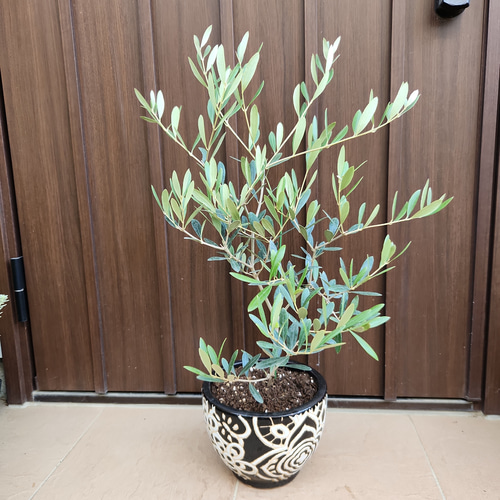 オリーブ　ネバディロブランコ　陶器鉢植え　苗　シンボルツリー オリーブの木 ネバディロブランコ モダン陶器鉢植え 苗 シンボルツリー