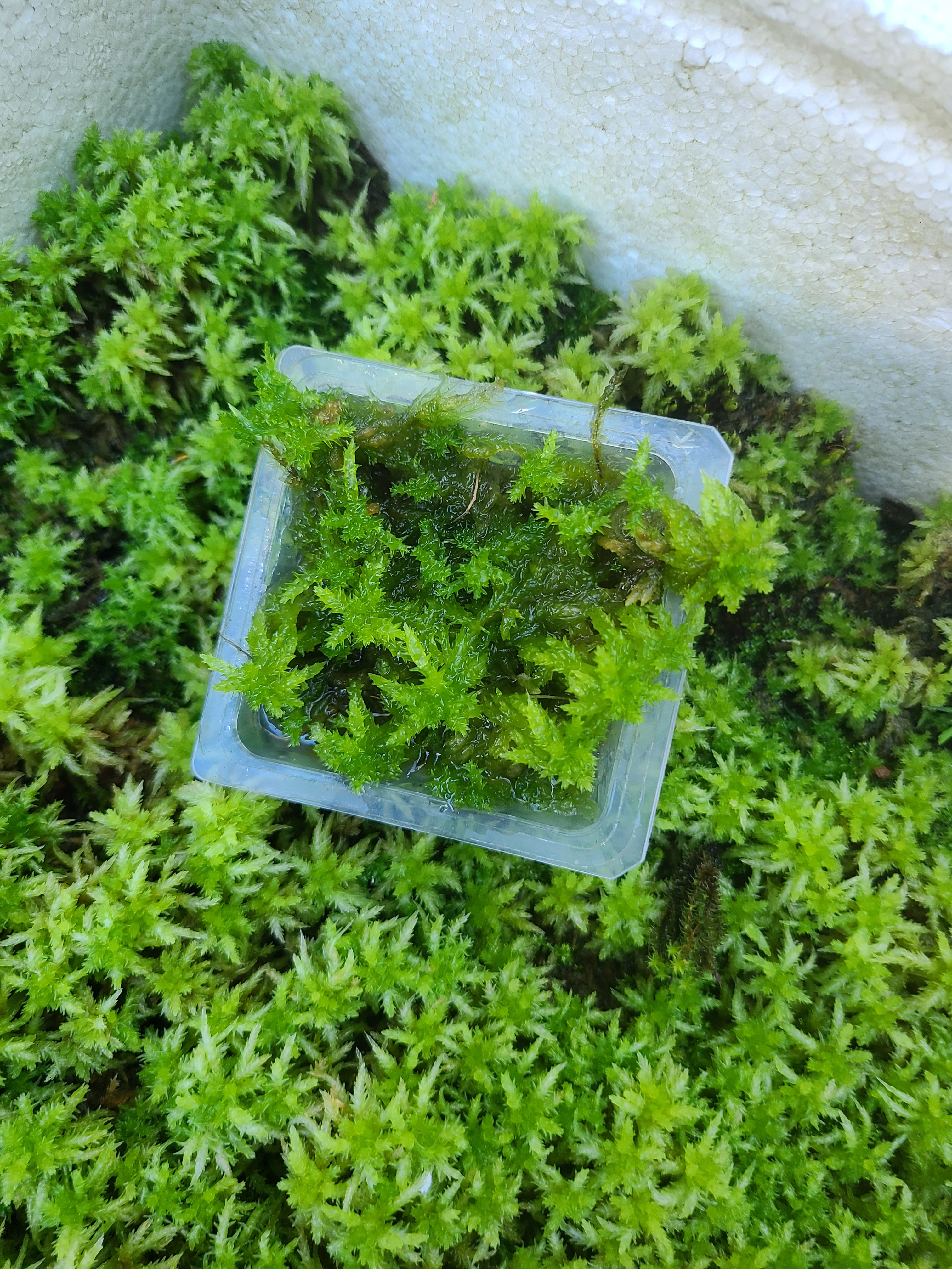 生水苔 1.5kgほど Amazon.co.jp: 生水苔1.5リットル入り : DIY・工具・ガーデン