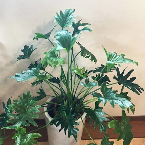 観葉植物☆セローム☆6号鉢 その他インテリア雑貨 はる☆ 通販