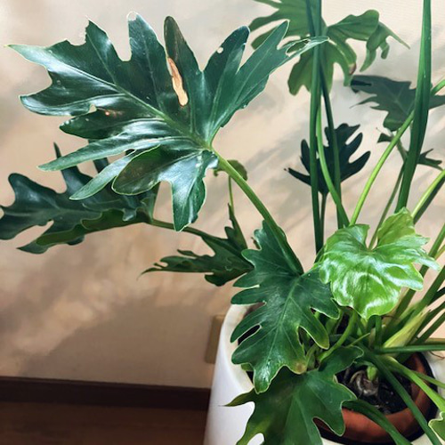 観葉植物☆セローム☆6号鉢 その他インテリア雑貨 はる☆ 通販