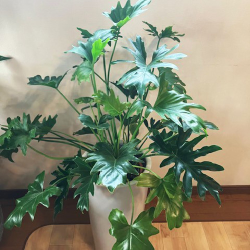 観葉植物☆セローム☆6号鉢 その他インテリア雑貨 はる☆ 通販