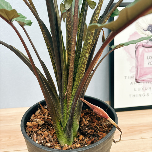 現品］【希少】9番 アロカシア ラウテルバキアナ 7号 観葉植物 レア