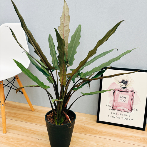 アロカシア ラウテルバキアナ アルボ アロカシア ラウテルバキアナ アルボ - メルカリ