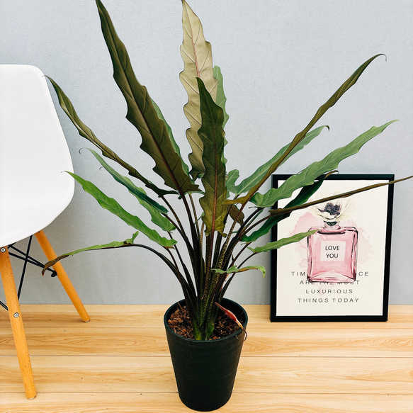 アロカシアラウテルバキアナバリエガータ激レア！