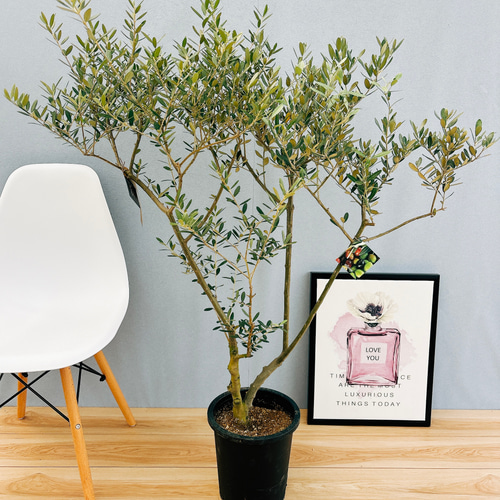 現品］NB 創樹 オリーブ オリーミー 8号 観葉植物 大型 プラ鉢 玄関  