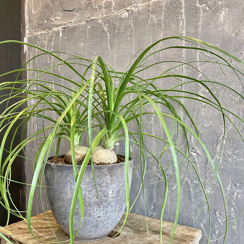 観葉植物 （トックリラン） おしゃれ鉢 育てやすい 1点もの 多肉植物