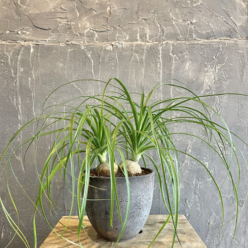 観葉植物 （トックリラン） おしゃれ鉢 育てやすい 1点もの 多肉植物