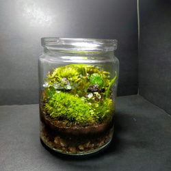 滝の流れる究極の自然の中の飼育箱（階段、化石、ライト付き