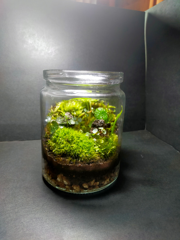 癒やしの天然苔テラリウムNo.2、moss green テラリウム サリー 通販 