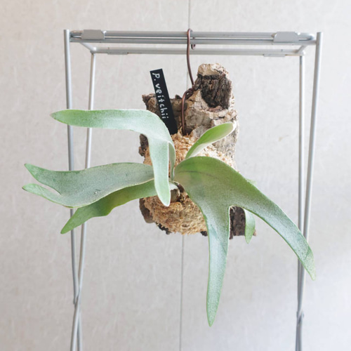 【P. Veitchii 】ビカクシダ ビーチー ベイチー　コルク付けA112 P. Veitchii 】ビカクシダ ビーチー ベイチー コルク付けA112 観葉植物