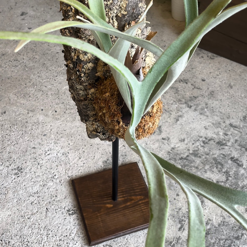 ビカクシダ スタンド仕立て コルク板 観葉植物 その他インテリア雑貨