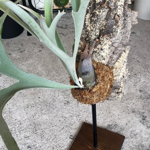 ビカクシダ スタンド仕立て コルク板 観葉植物 その他インテリア雑貨