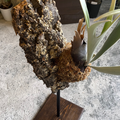 ビカクシダ スタンド仕立て コルク板 観葉植物 その他インテリア雑貨