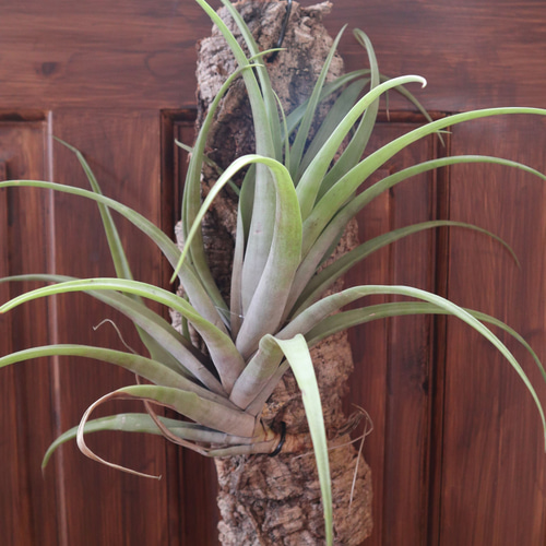 チランジア フレクスオーサ / エアプランツ インテリアグリーン コルク