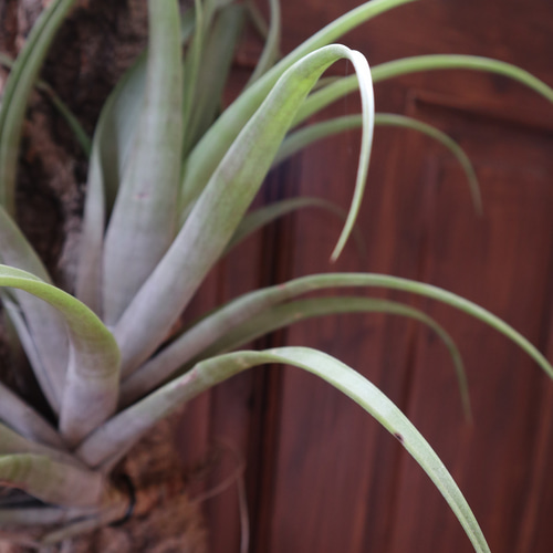 チランジア フレクスオーサ / エアプランツ インテリアグリーン コルク