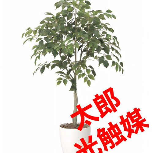 光触媒　人工観葉植物　ウォールグリーン　フィカスグリーン　フィカスフロリス 光触媒 人工観葉植物 ウォールグリーン フェイクグリーン