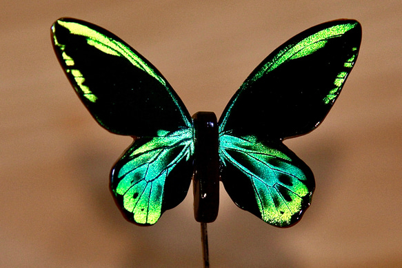 木製蝶々標本ブローチ【アロッティトリバネアゲハ】Ornithoptera allotei 1枚目の画像