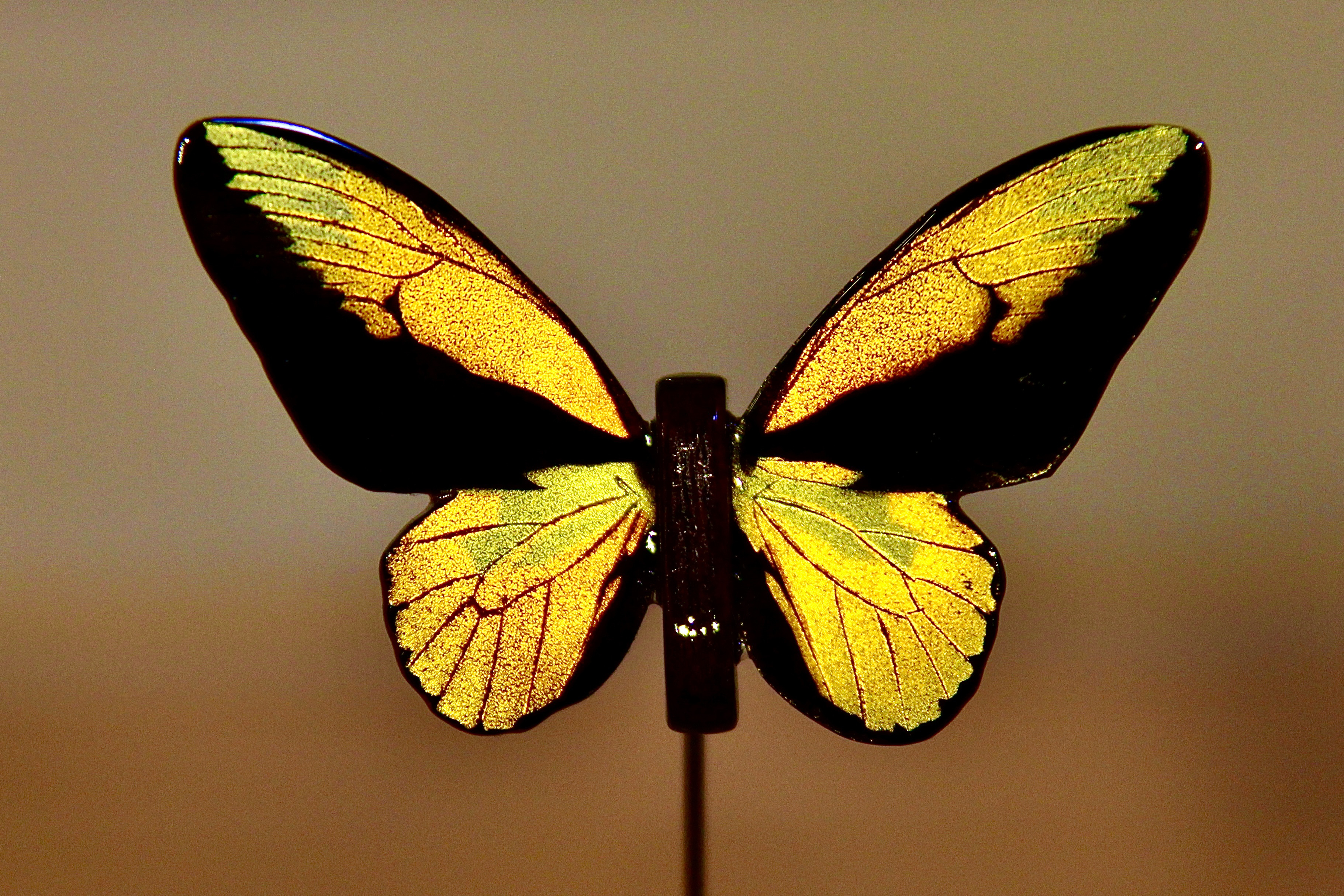 木製蝶々標本ブローチ【アカメガネトリバネアゲハ】Ornithoptera croesus 10,080円