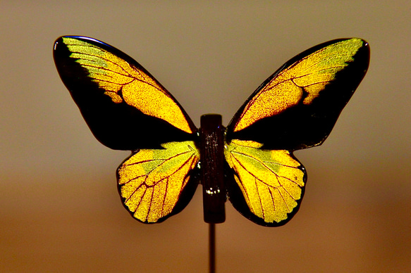 木製蝶々標本ブローチ【アカメガネトリバネアゲハ】Ornithoptera croesus 1枚目の画像