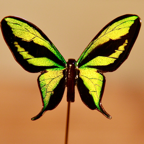 木製蝶々標本ブローチ【ゴクラクトリバネアゲハ】Ornithoptera